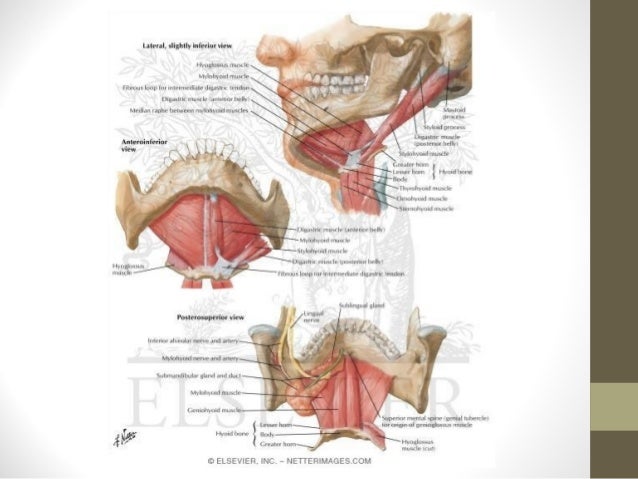 genioplasty procedure